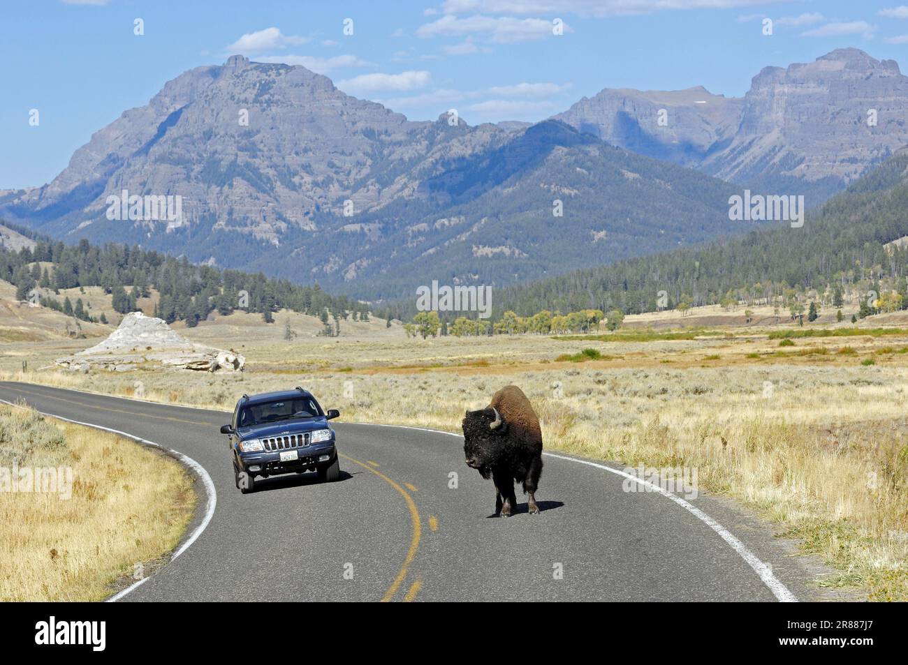 Bisonte americano (bisonte di bisonte), toro che attraversa la strada, Parco Nazionale di Yellowstone, Wyoming, Bull, USA Foto Stock