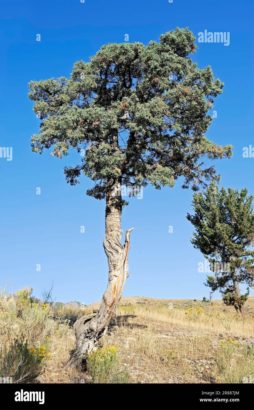 Utah Juniper (Juniperus osteosperma), parco nazionale di Yellowstone, Wyoming, USA, Juniper Pine Foto Stock