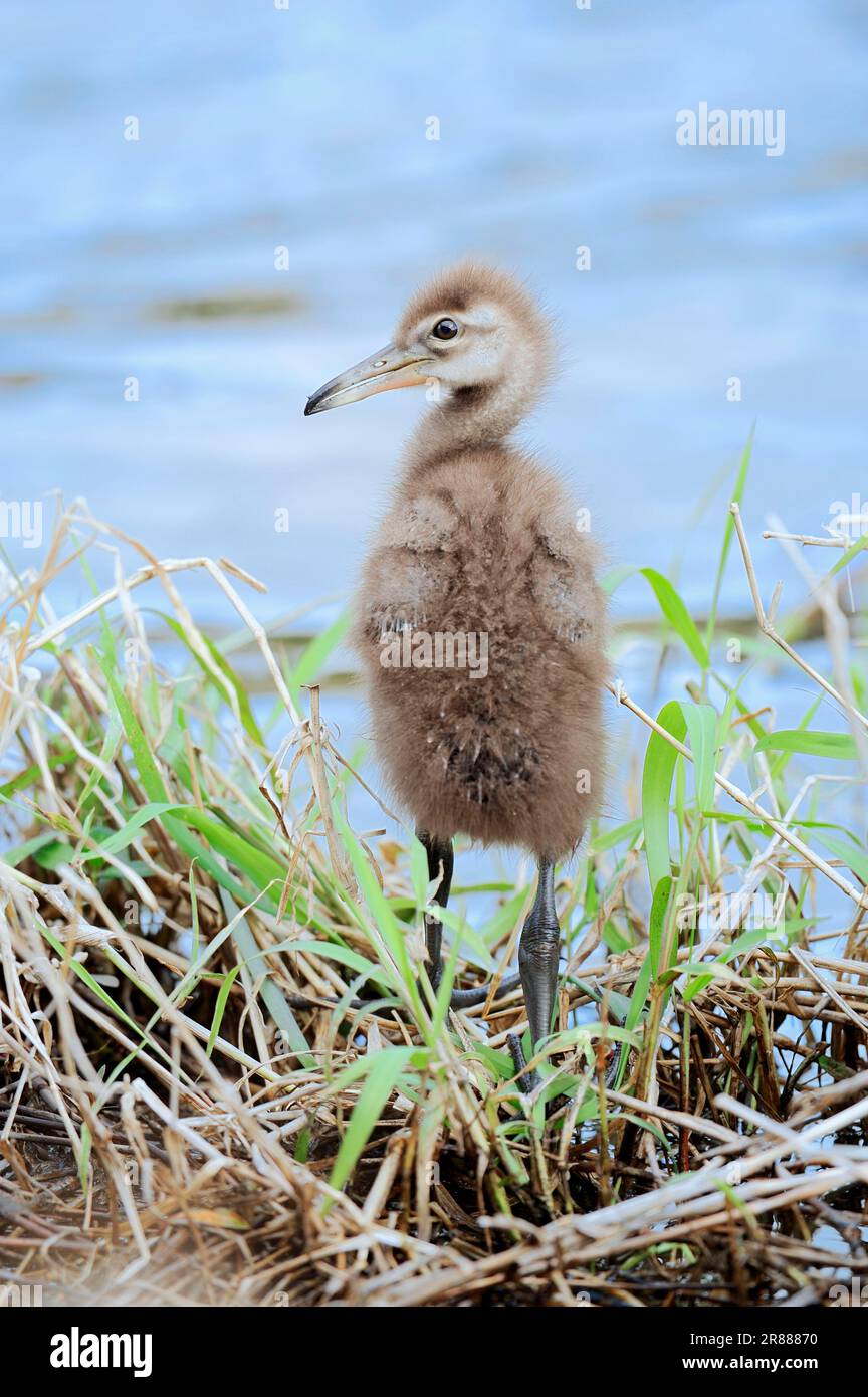 Limpkin (Aramus guarauna pictus), pulcino, Myakka River State Park, Florida, Stati Uniti d'America Foto Stock