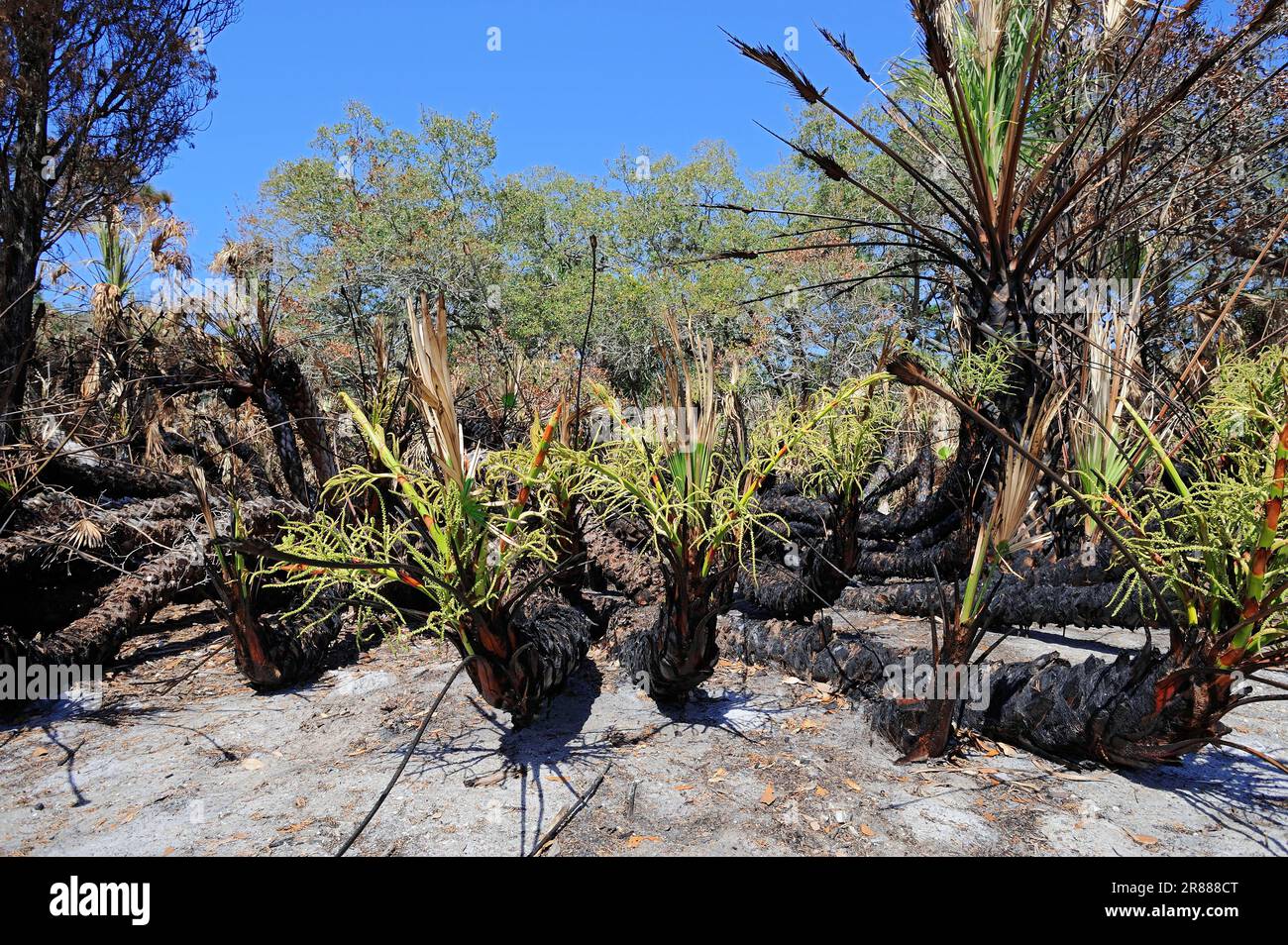 Visto palmettos (Serenoa repens) dopo un incendio nella foresta, Fort De Soto Park, Florida, USA Foto Stock