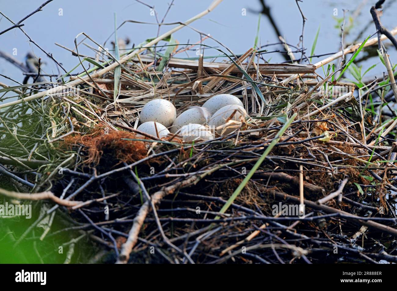 Cot comune (Fulica atra), frizione in nido, Nord Reno-Westfalia, Germania Foto Stock