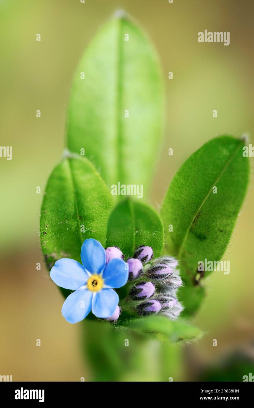 Alpino Forget-me-Not (Myosotis alpestris) Foto Stock