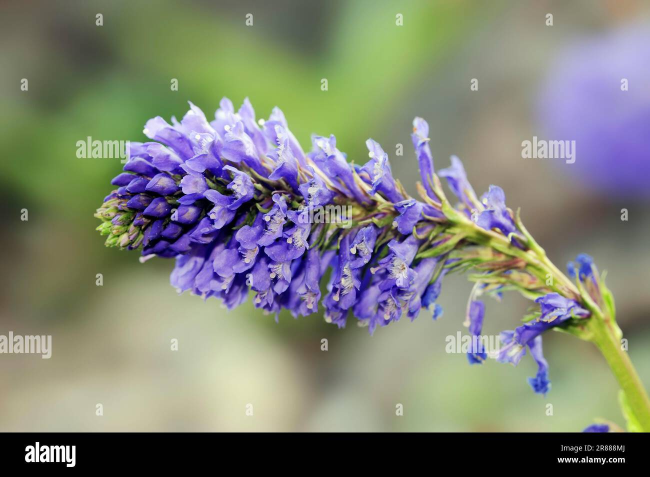 Wulfenia (Wulfenia carinthiaca), impronta vacca Foto Stock
