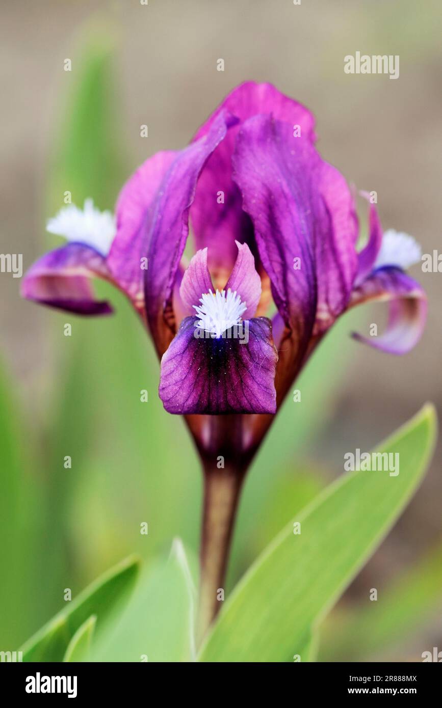 Iride nana (Iris pumila), iride nana Foto Stock