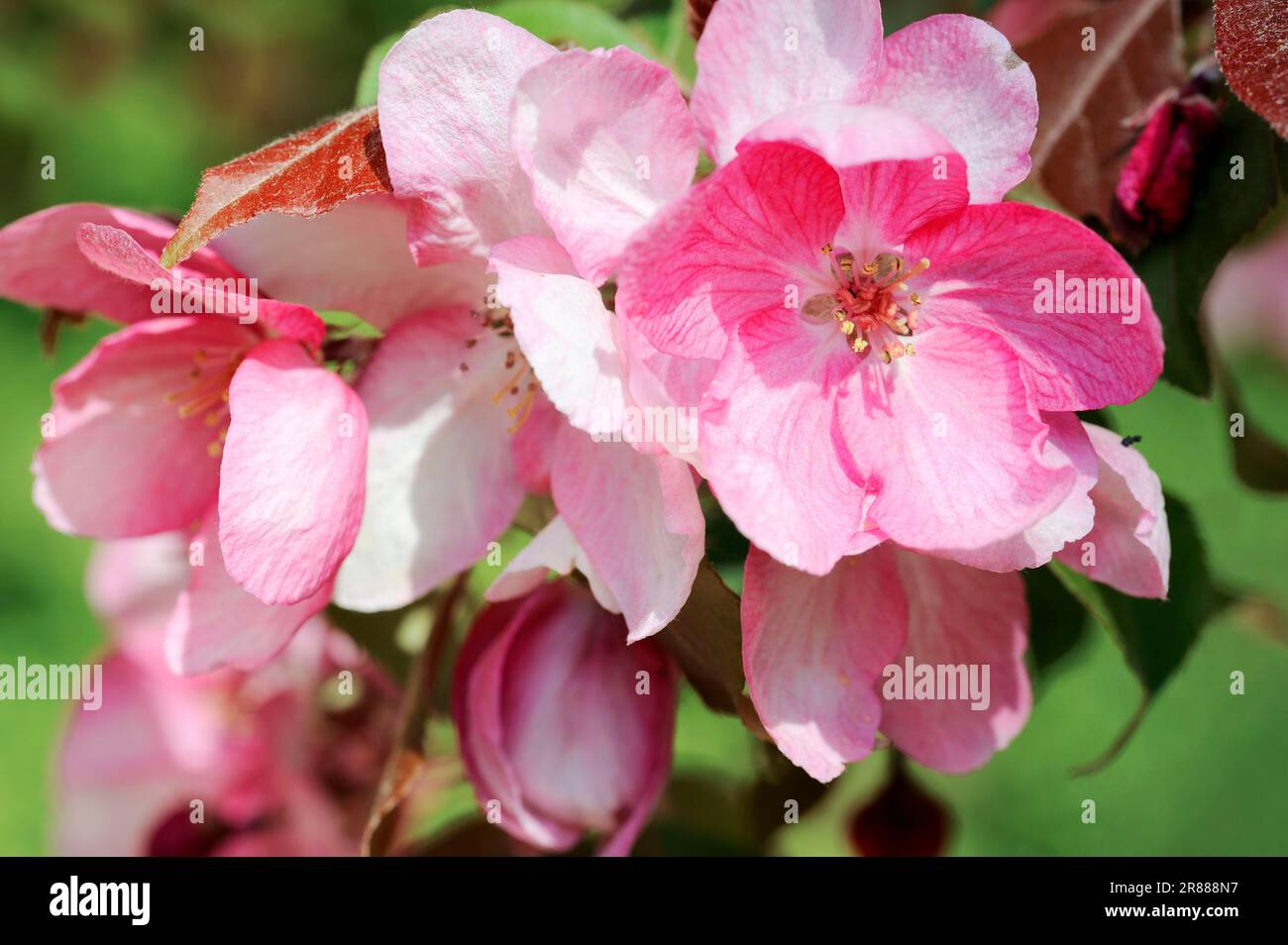 Granchio di mele, fiori (Malus x moerlandsii) Foto Stock
