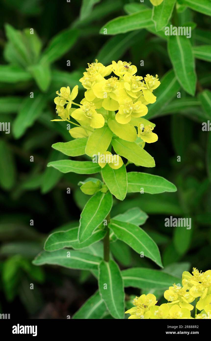 Tampone SPUGE (Euphorbia epitimoides) (Euphorbia polychroma) Foto Stock