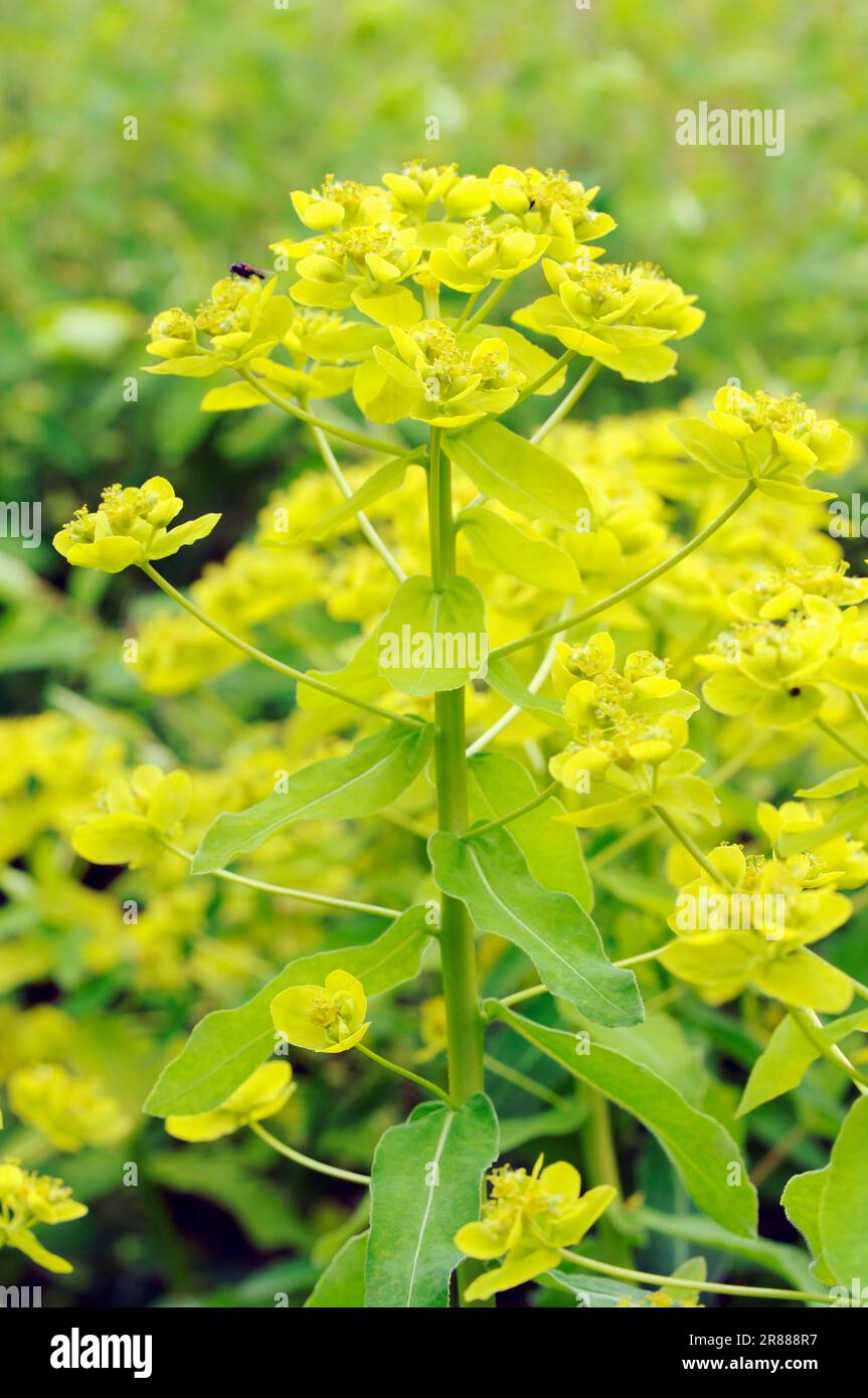 Spurge variegato (Euphorbia policroma), spurge cuscino (Euphorbia epithymoides), spurge dorato Foto Stock