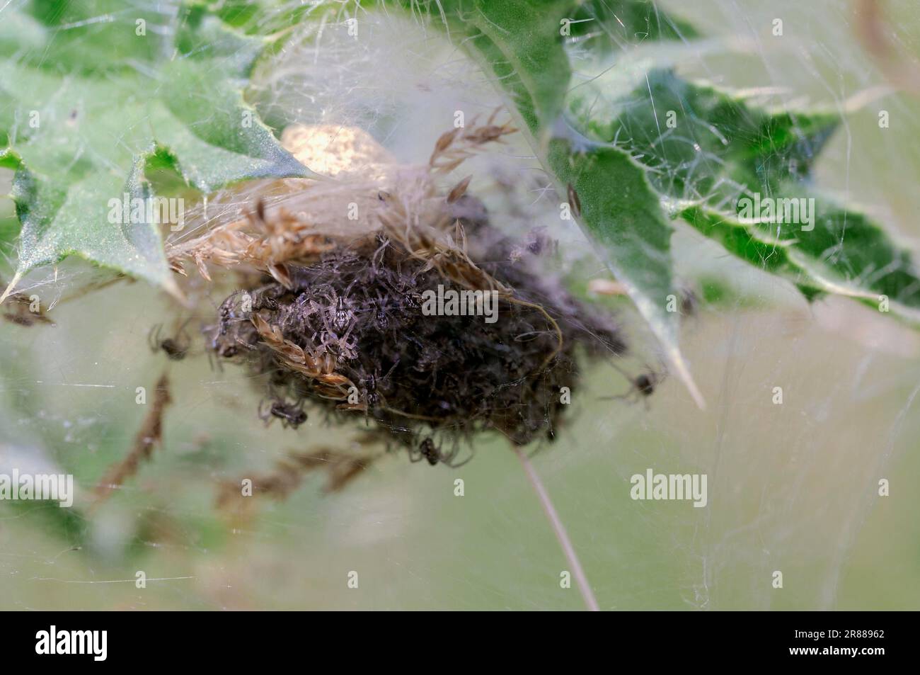 Ragno in rete per vivai (Pisaura mirabilis), giovane in rete, Renania settentrionale-Vestfalia, ragno predatorio, Germania Foto Stock