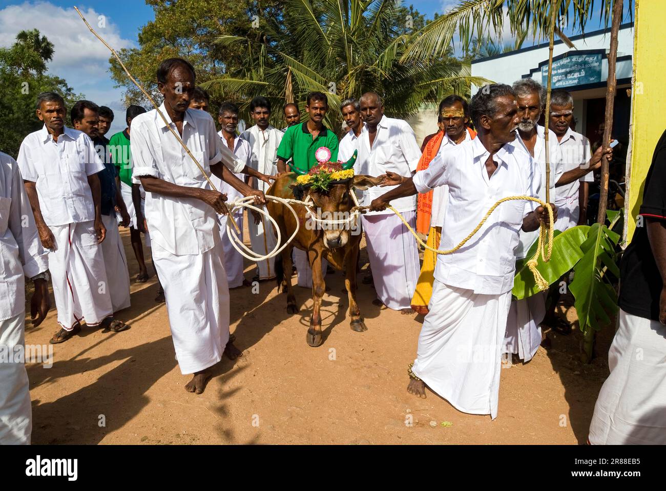 Contadini del villaggio portando il bestiame decorato all'arena di celebrazione a Pollachi, Tamil Nadu, India del Sud, India, Asia Foto Stock