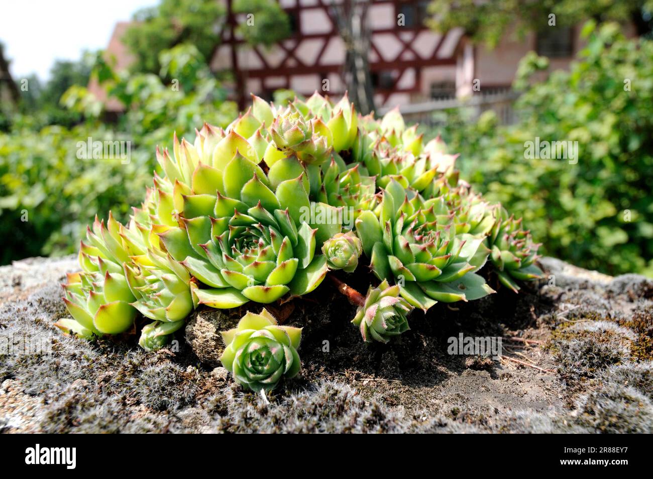 Rooftop comune Houseleek, comune Houseleek (Sempervivum tectorum), alpino comune Houseleek Foto Stock