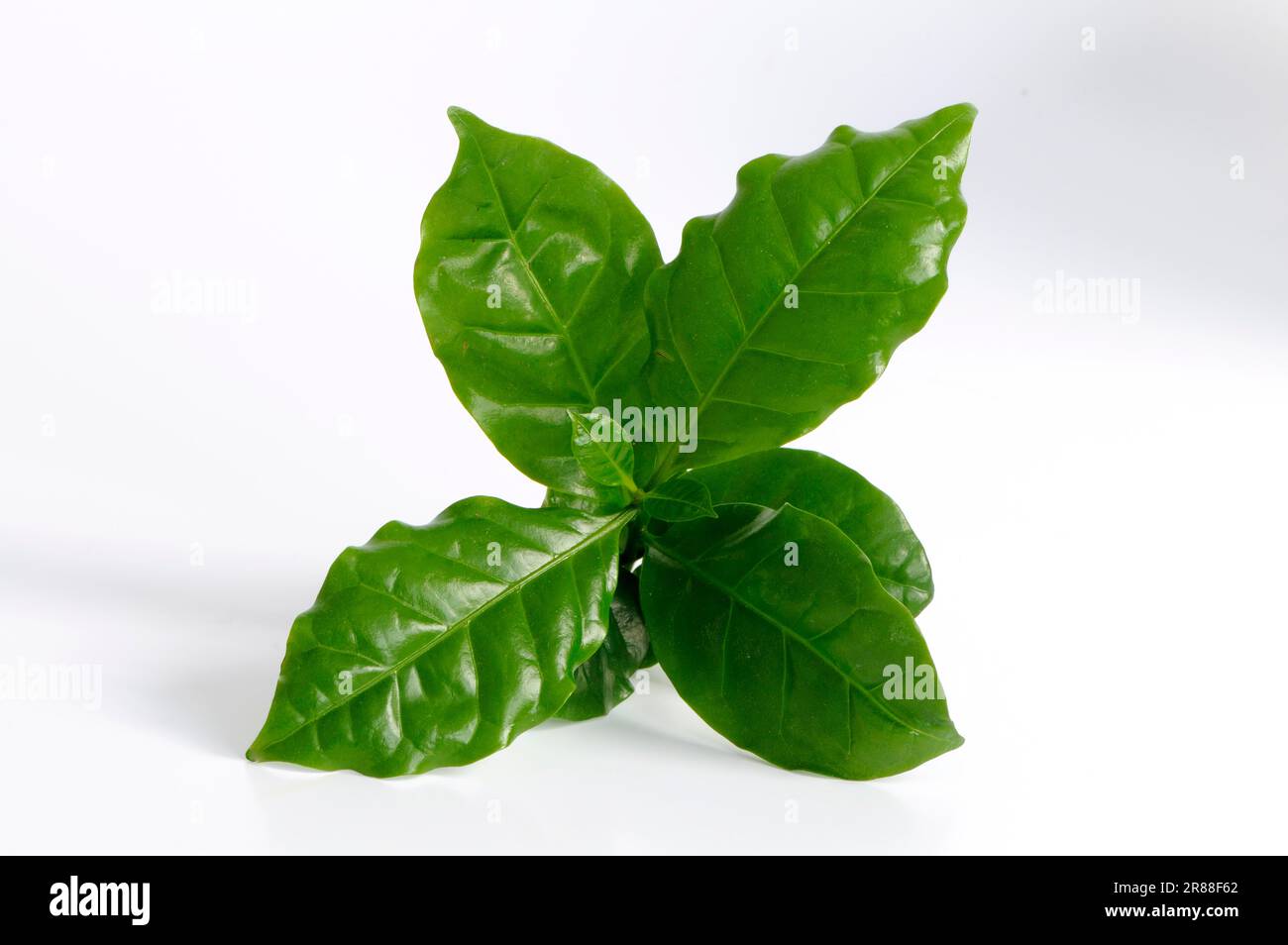 La pianta del caffè (Coffea arabica) Foto Stock