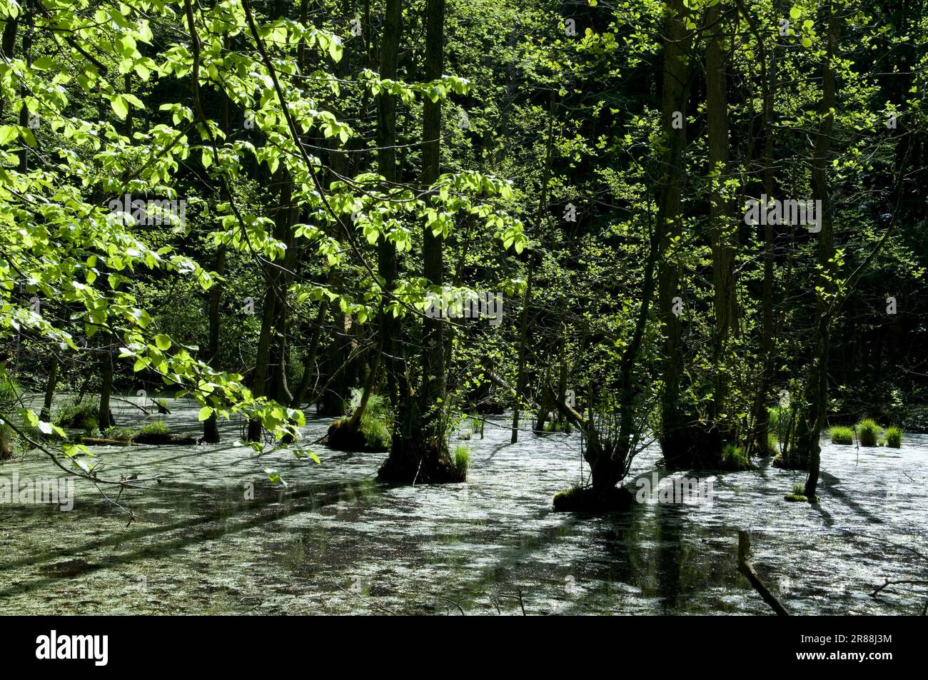 Zone umide, foreste di pianure alluvionali, Isola di Ruegen, Parco Nazionale di Jasmund, Meclemburgo-Pomerania occidentale, Germania Foto Stock