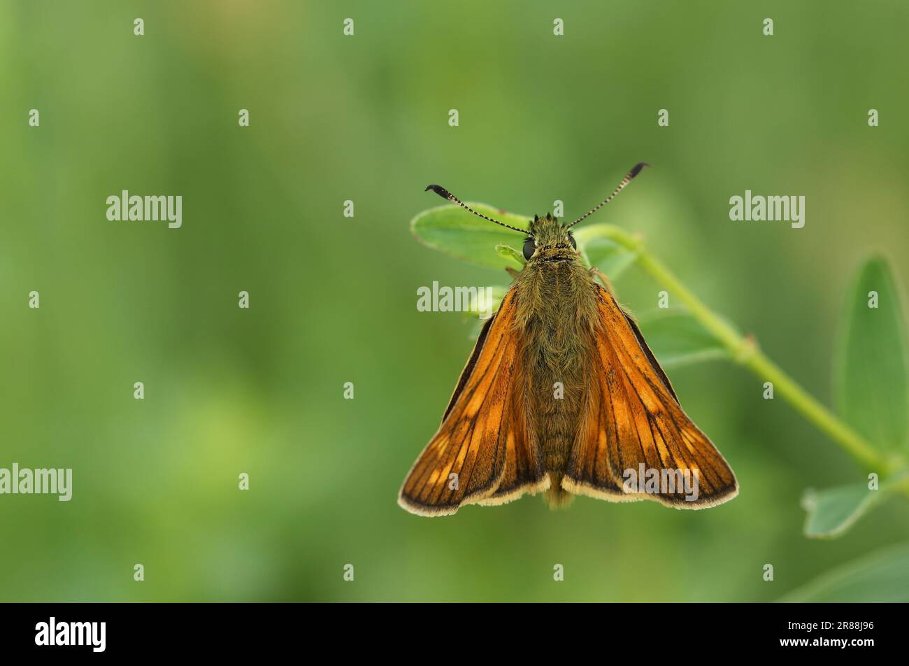 Una grande farfalla Skipper, Ochlodes sylvanus, che riposa su una pianta selvatica in un prato. Foto Stock