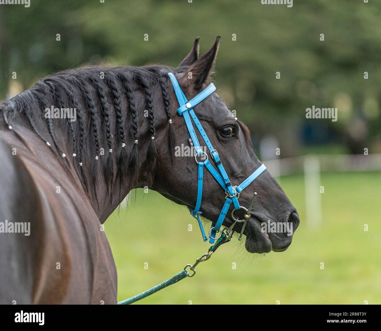 Cavallo Arabo Foto Stock