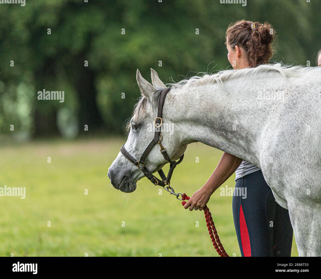 Cavallo Arabo Foto Stock