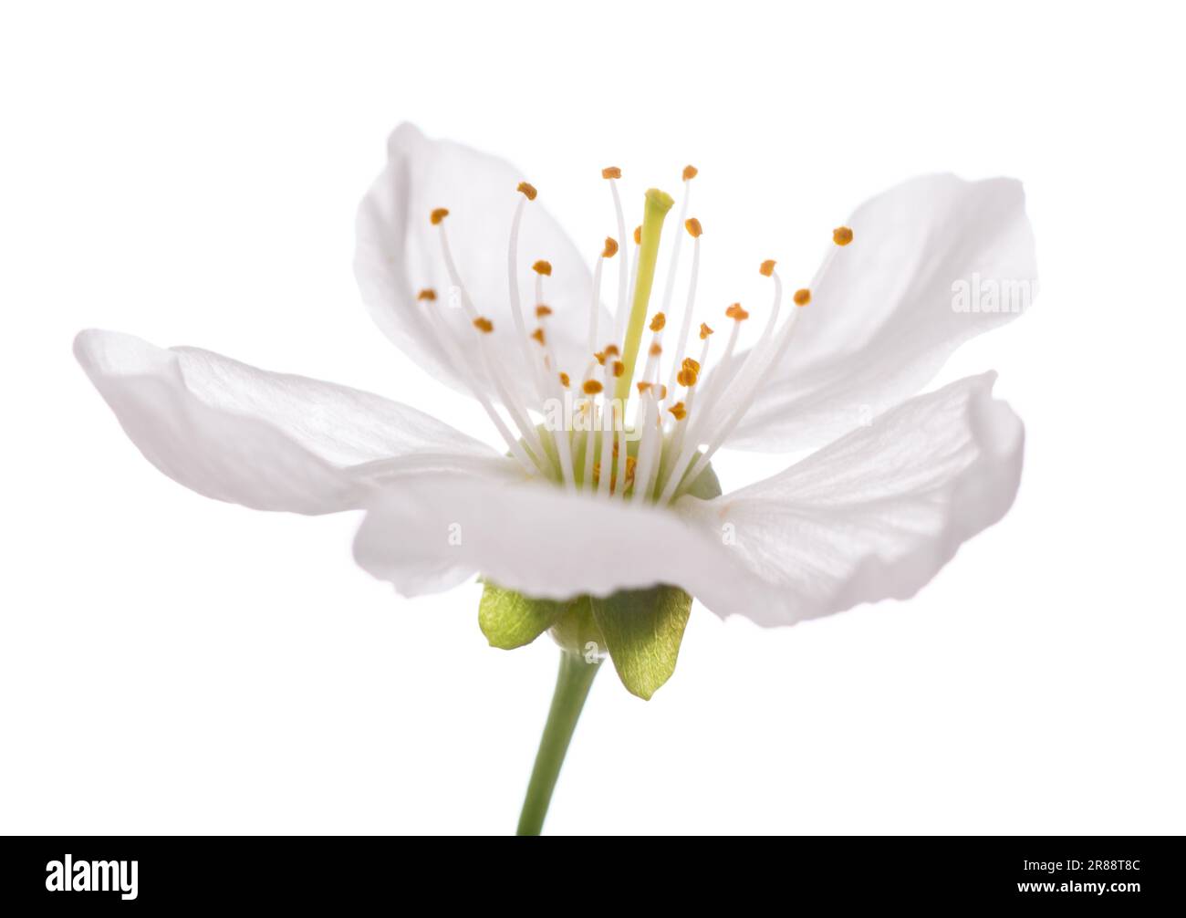 Fiore di Ciliegio isolato su bianco Foto Stock