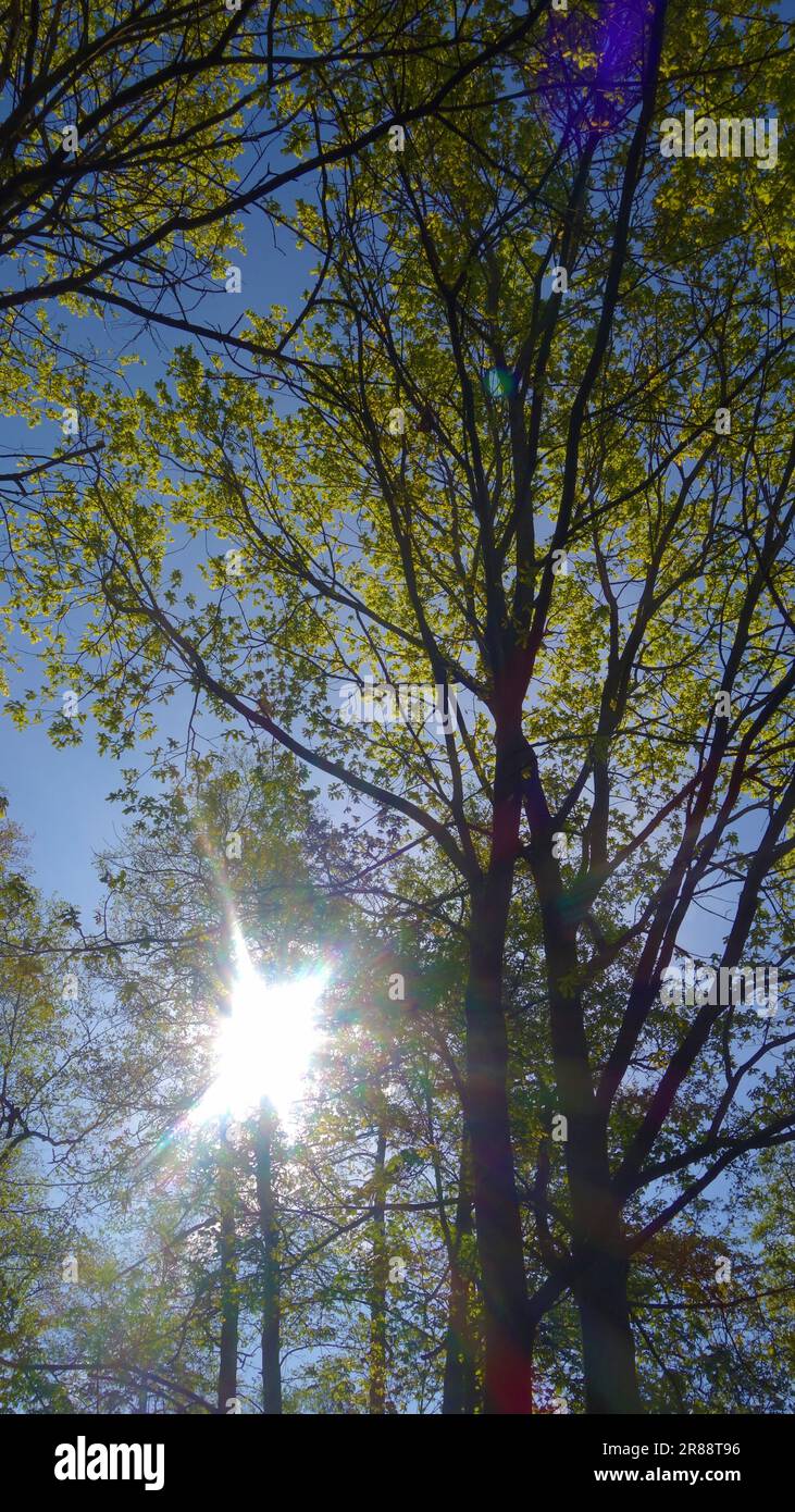 vista ad angolo basso degli alberi estivi con fogliame verde Foto Stock