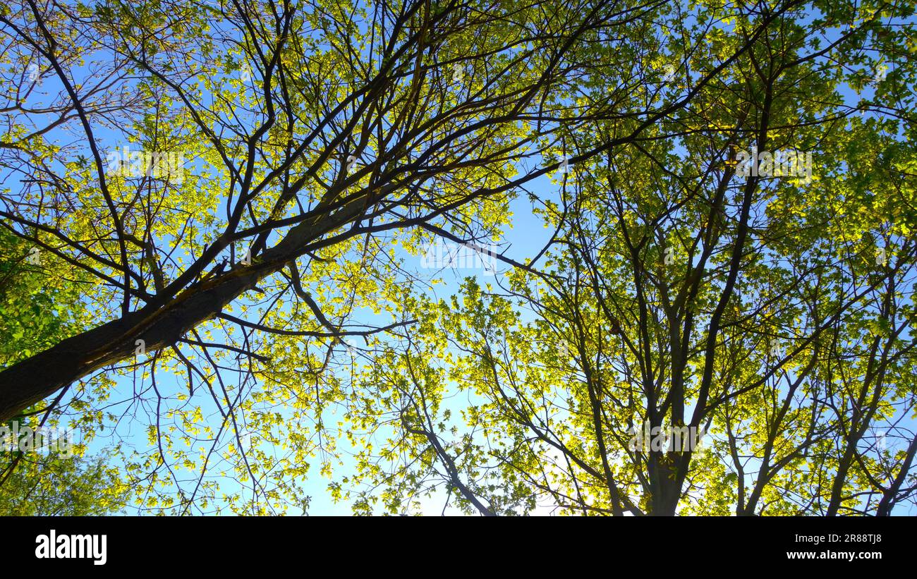 vista ad angolo basso degli alberi estivi con fogliame verde Foto Stock