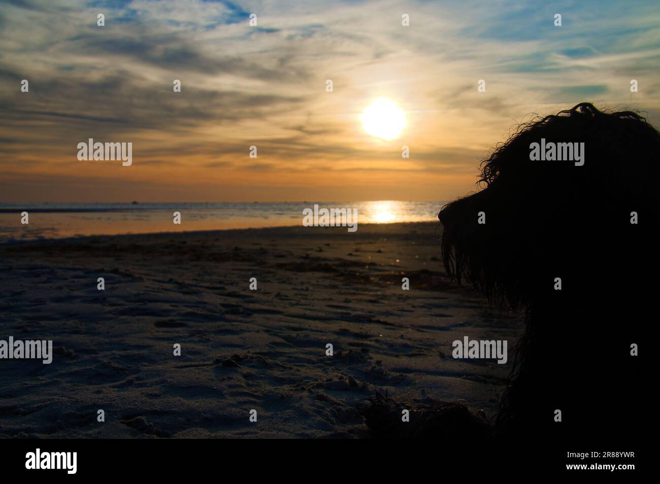 Tramonto, cane sdraiato che guarda sulla spiaggia di sabbia al mare illuminato. Onde luminose. Isola di Poel sul Mar Baltico. Foto della natura dalla costa Foto Stock