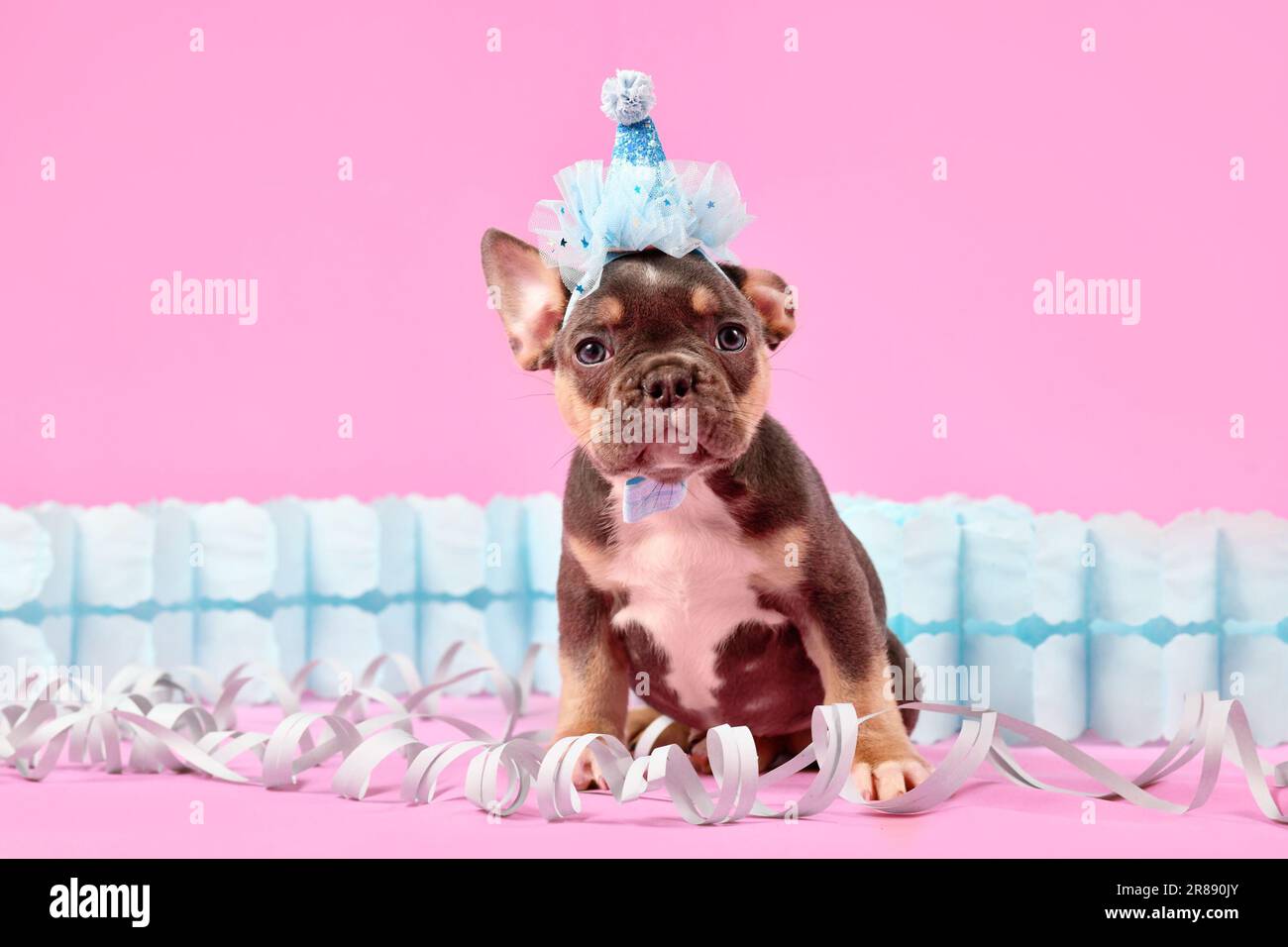 Cucciolo di cane Bulldog francese Tan con cappello blu seduto su sfondo rosa Foto Stock