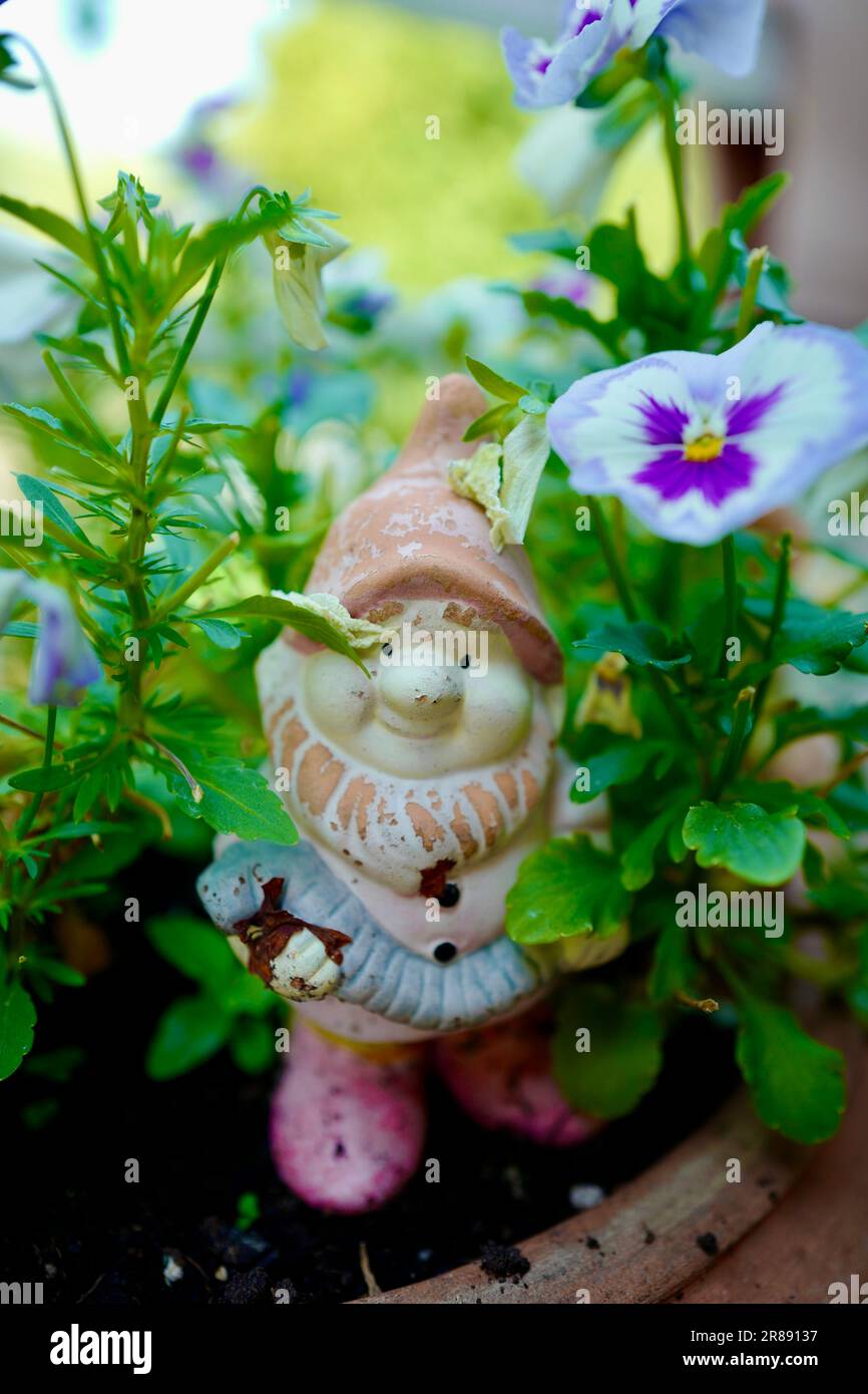 Statuetta in terracotta di uno gnomo con pansia bianca e viola Foto Stock