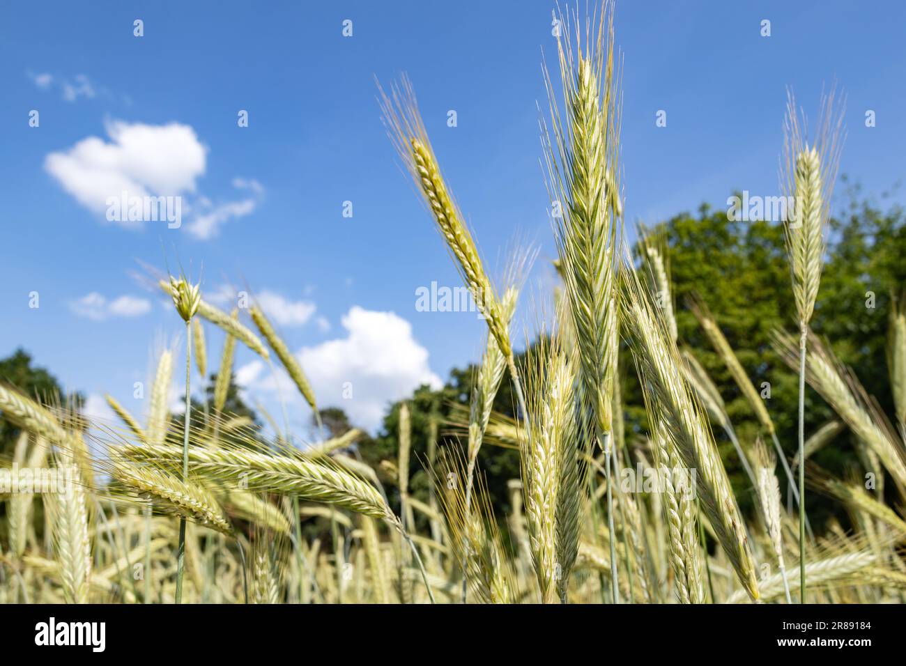 Orecchie di segale in un campo estivo Foto Stock