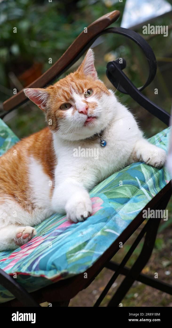 Un gatto rosso e bianco seduto su una sedia da giardino. Immagine inclinata. Foto Stock