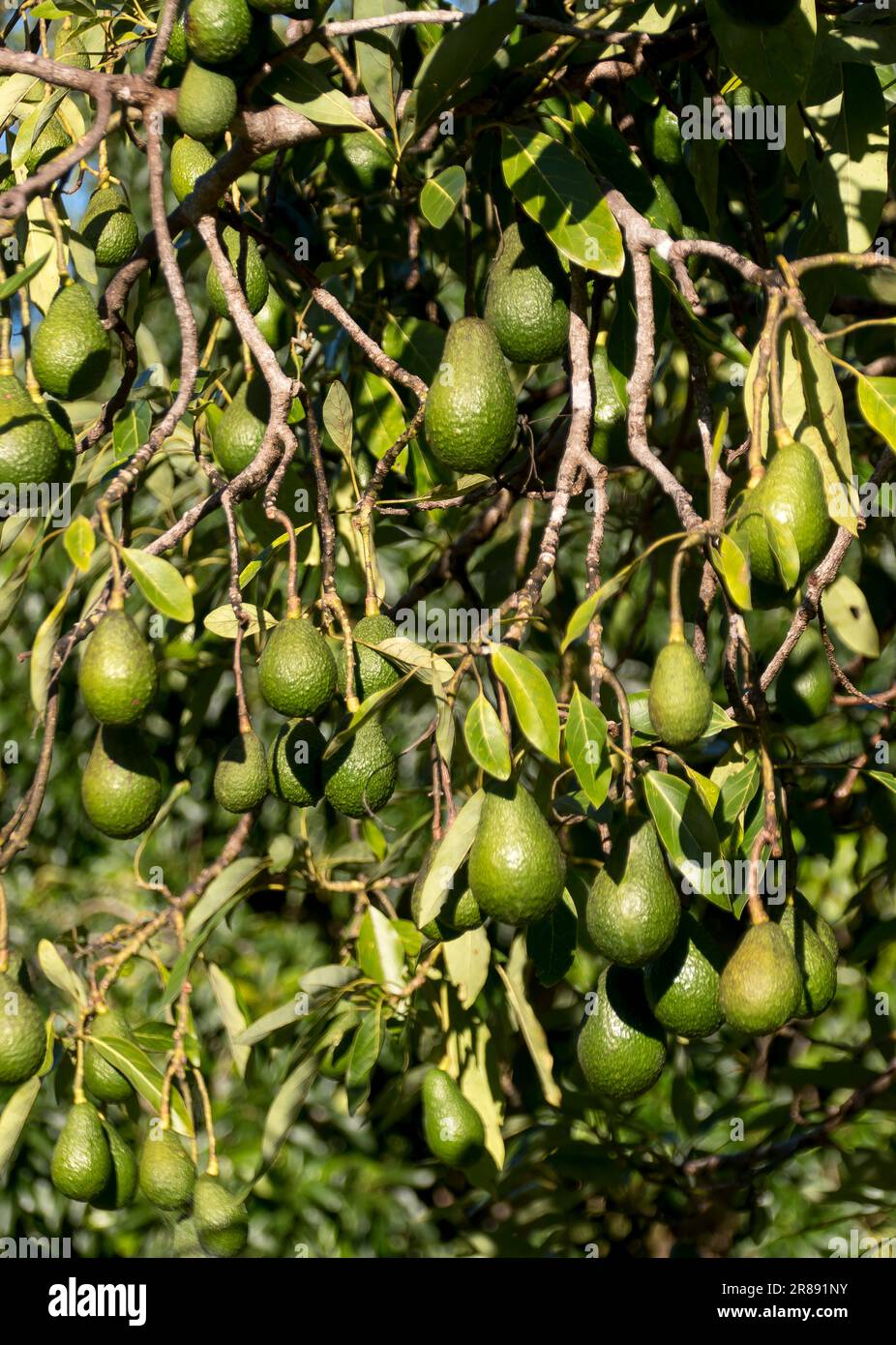 Rami di avocado di Hass, persea americana, pesanti con molti frutti maturi, pronti a raccogliere. Frutteto commerciale a Tamborine Mountain, Australia. Foto Stock