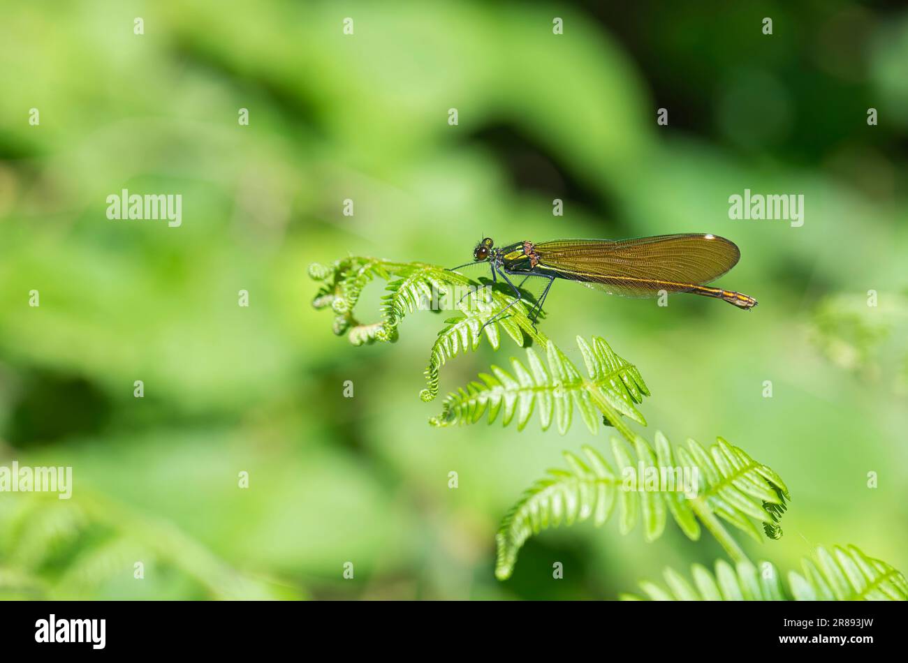Donna bella Demoiselle (Calopteryx virgo) damselfly Foto Stock