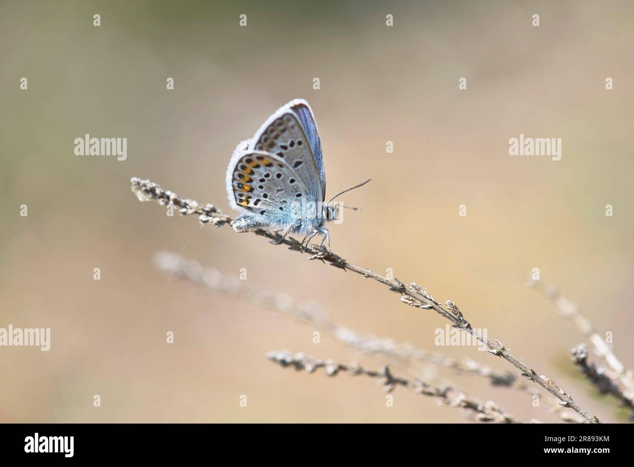 Parte inferiore di una farfalla blu con borchie d'argento (Plebejus argus) Foto Stock