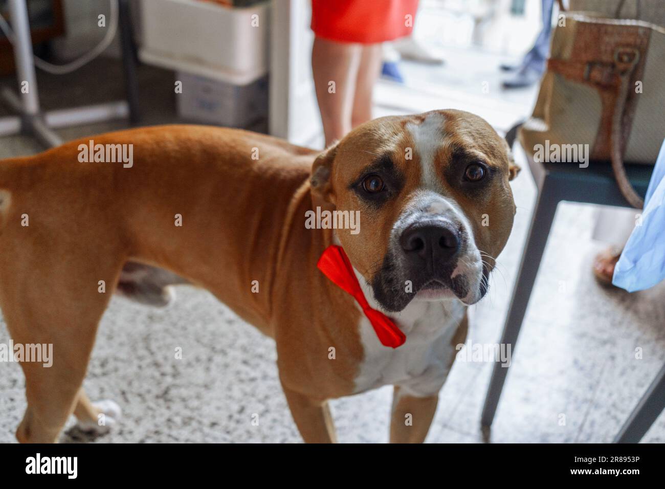 Cane con una farfalla rossa di uno smoking Foto Stock
