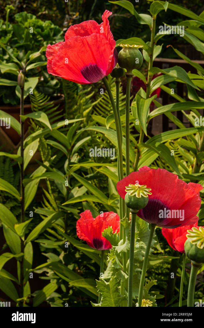 Papavero in fiore e cialda di seme (Papaver somniferum). Foto Stock