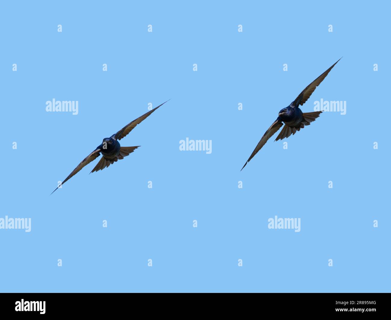 Purple Martin - due maschi in volo Progne Subis Ottawa Wildlife Refuge, Ohio, USA BI36696 Foto Stock