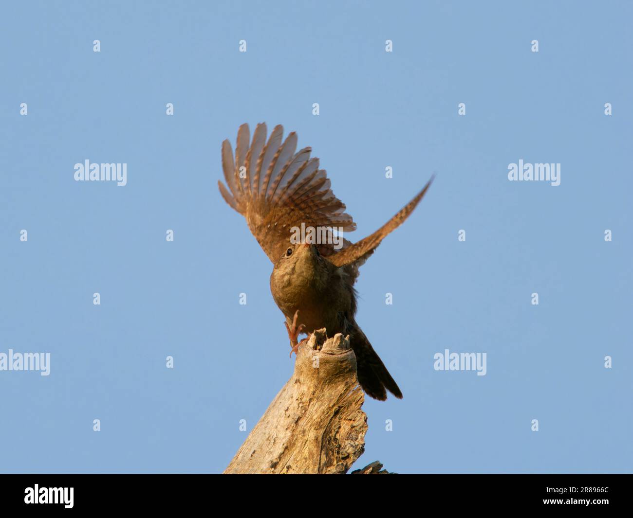 House Wren Troglodytes aedon Magee Marsh, Ohio, USA BI36774 Foto Stock