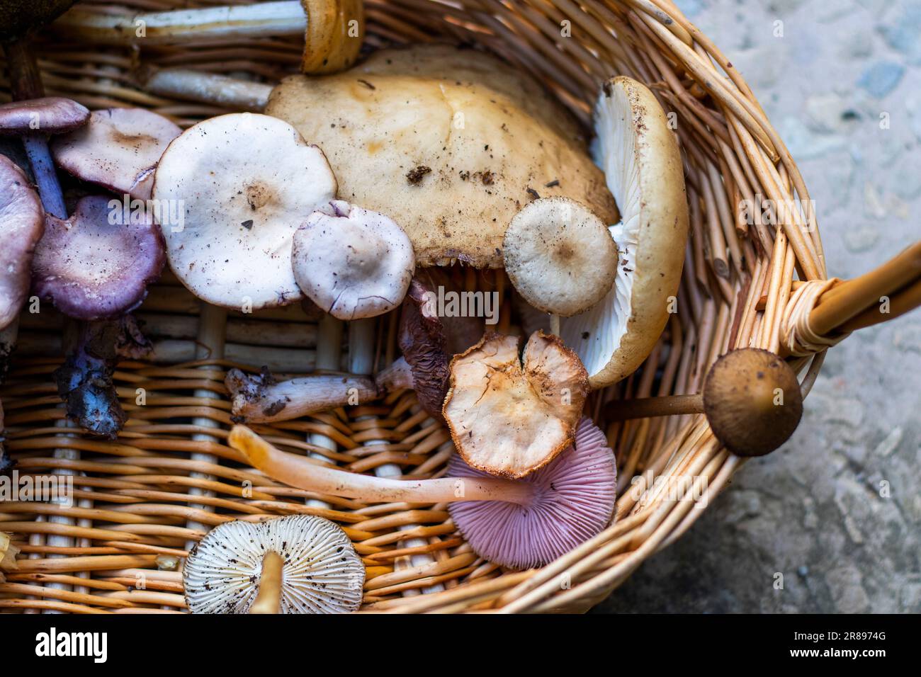 Cestino di funghi della foresta, grande gruppo di funghi Foto stock - Alamy