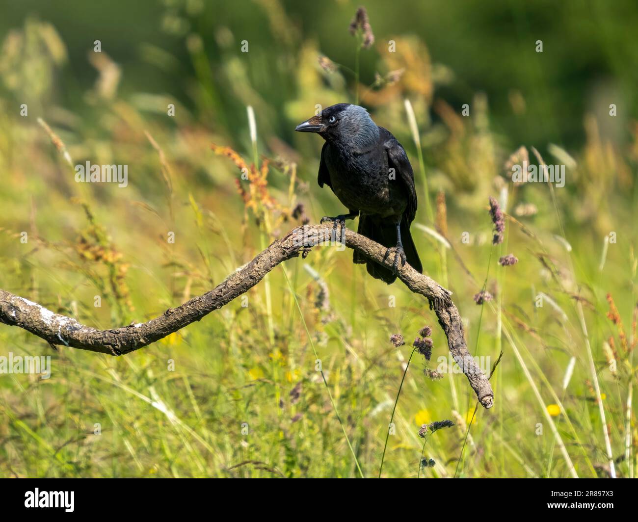 Un Jackdaw, (Corvus monedula), un membro della famiglia Crow, attento a posare su un vecchio ramo di albero nel mezzo di un campo Foto Stock
