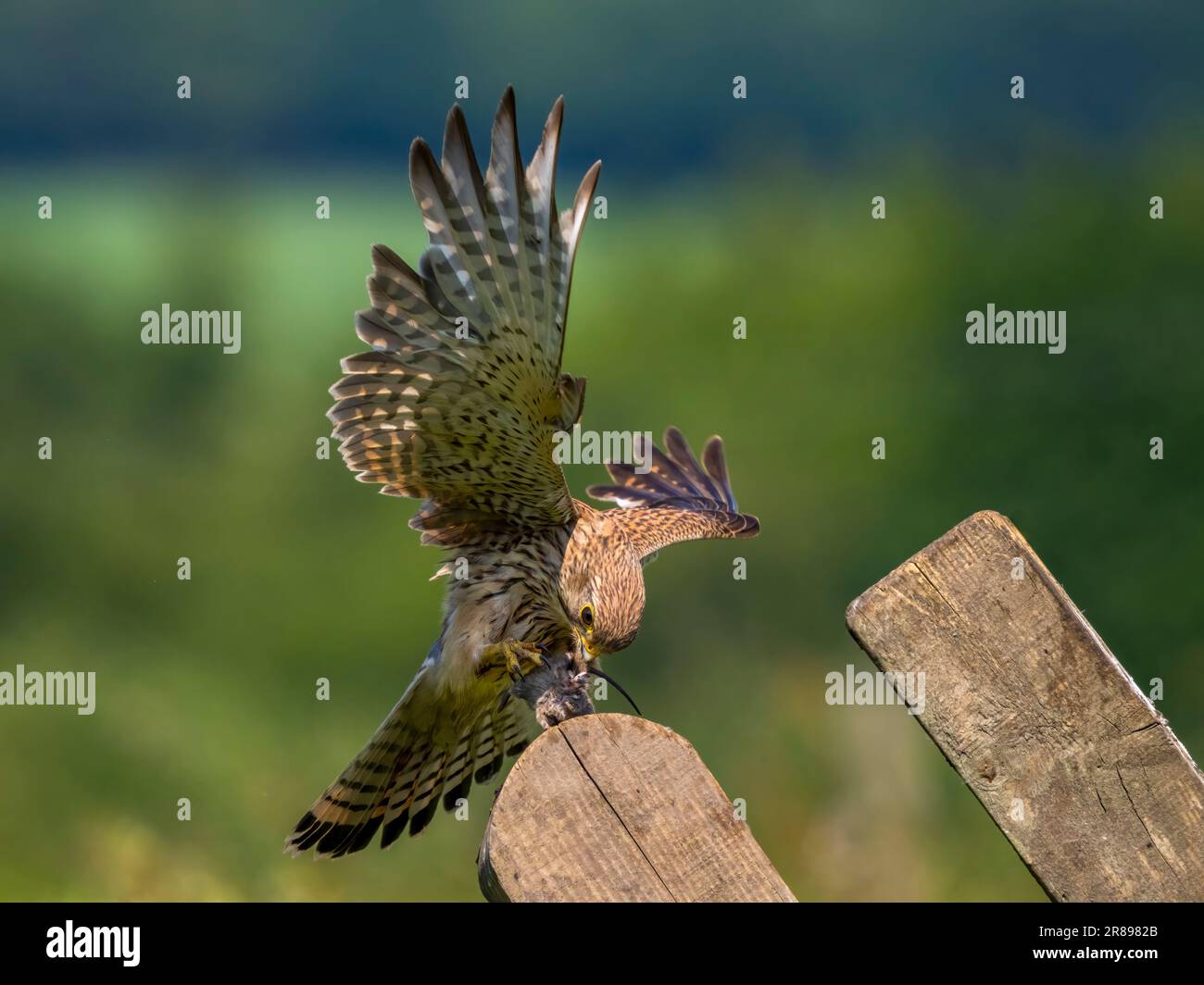 Una femmina Kestrel, (Falco tinnunculus), su un vecchio palo di recinzione in legno, con le ali spalmate, mentre mangia un topo da campo che ha appena catturato Foto Stock