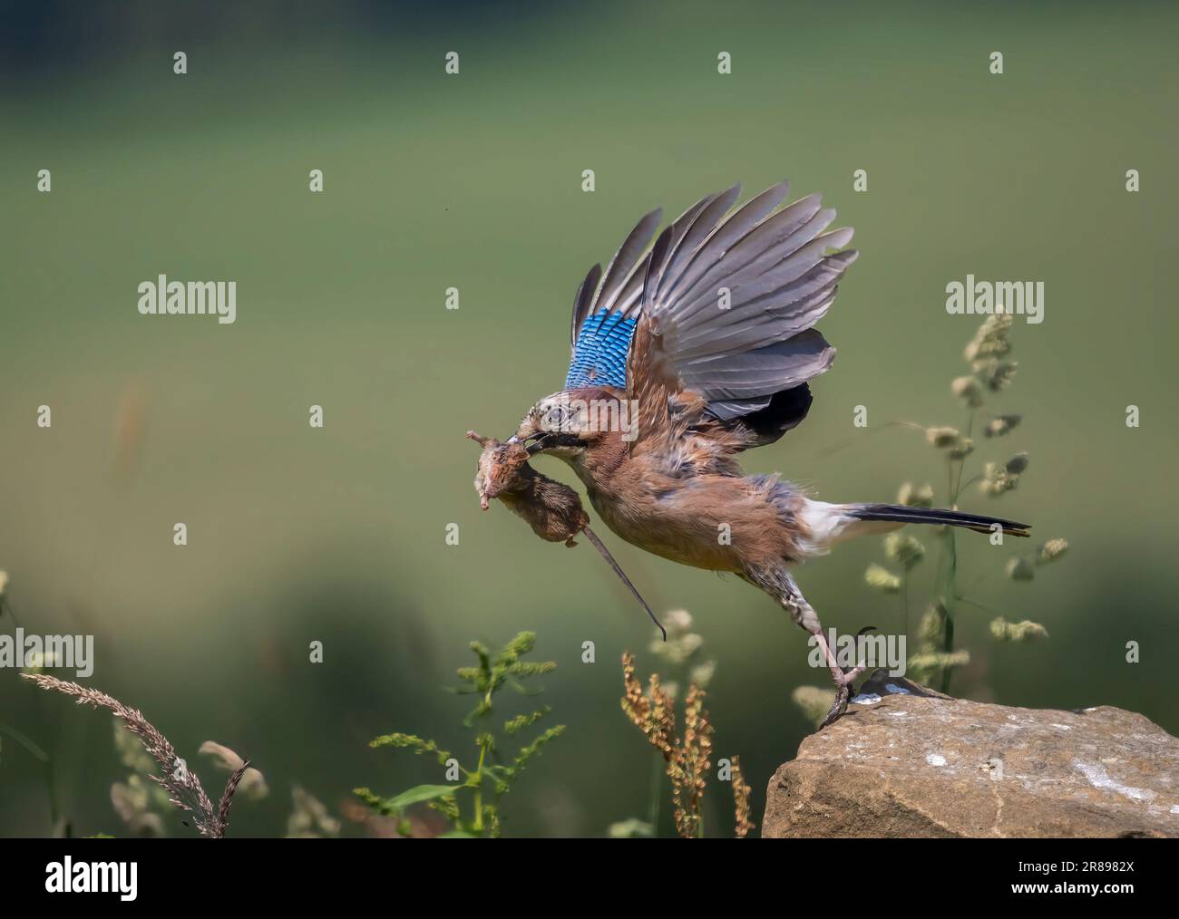 Un Jay, (Garrulus glandarius), un membro della famiglia Crow, decolla da una roccia con un topo morto nel becco Foto Stock