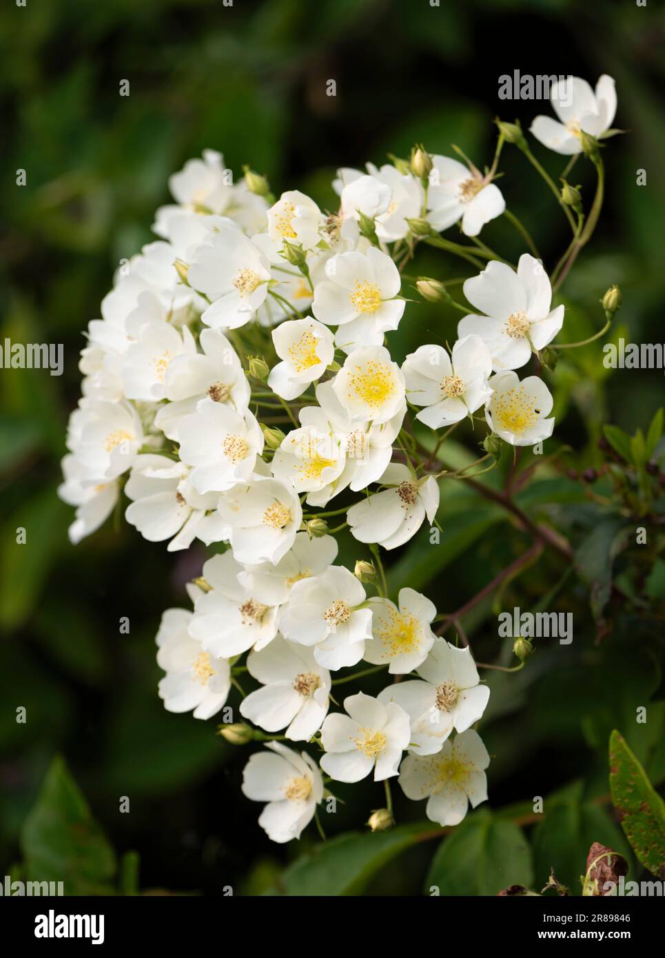 Una massa di bellissime, profumate, bianche rose vaganti Foto Stock