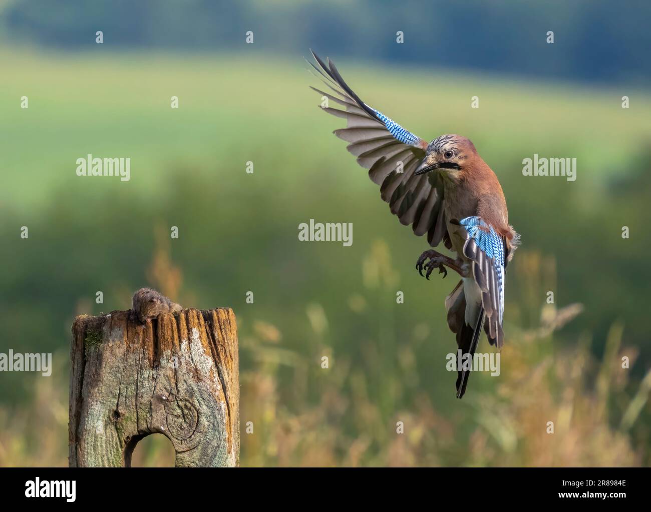 Una ghiandaia, (Garrulus glandarius), atterra su un vecchio cancello di legno con le sue ali spalancate che mostrano il suo bellissimo piumaggio Foto Stock