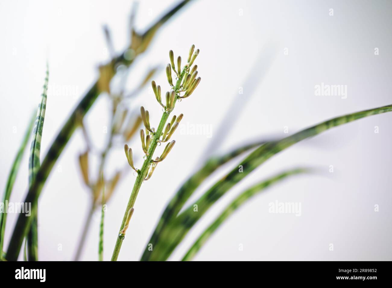 Infiorescenza e boccioli con gocce di nettare di una Sanseveria Fernwood Mikado in vaso (pianta di serpente), i fiori si aprono solo di notte, sfondo chiaro, copia Foto Stock