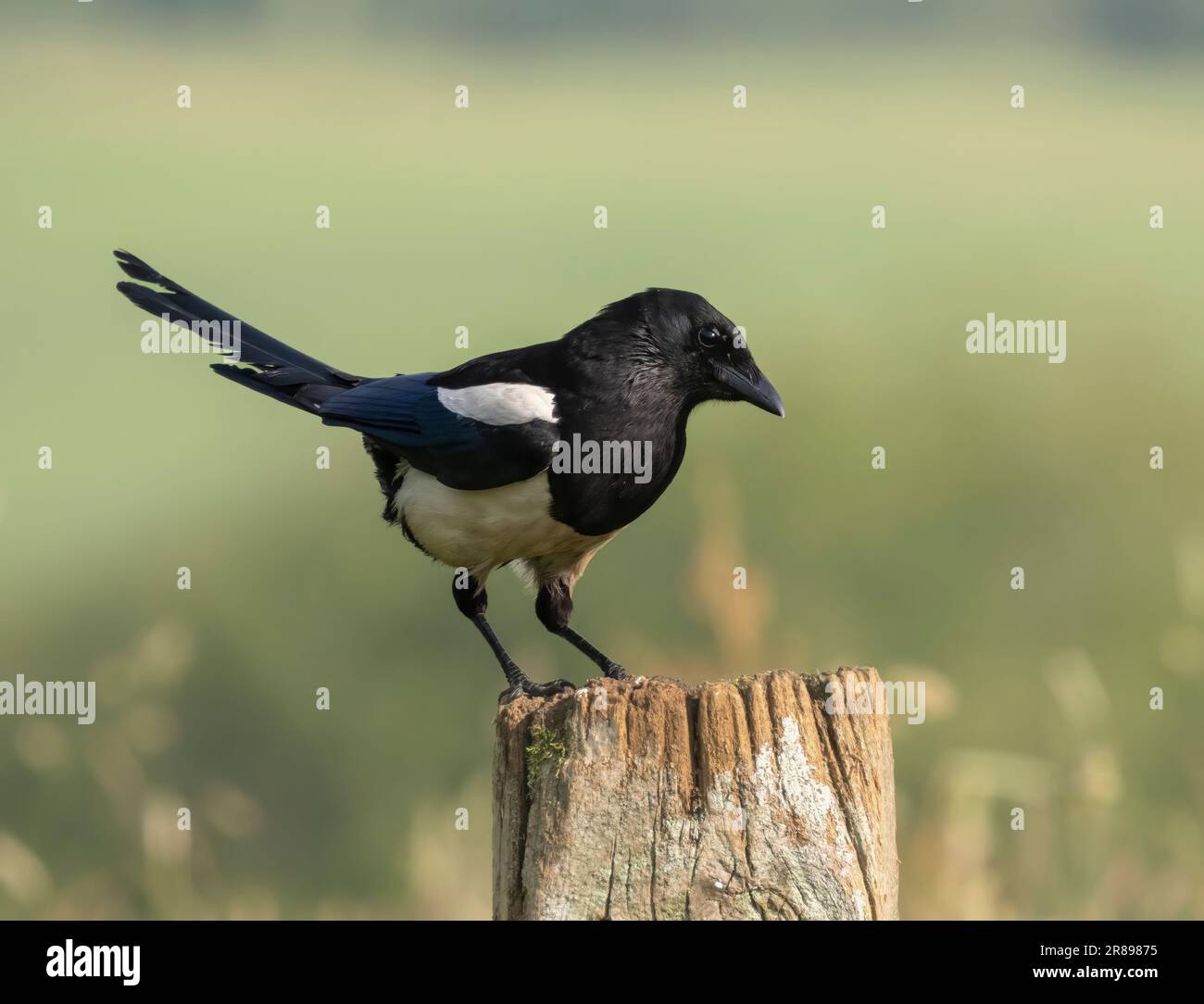 Una Magpie, (Pica pica), arroccata su una vecchia recinzione di legno Foto Stock