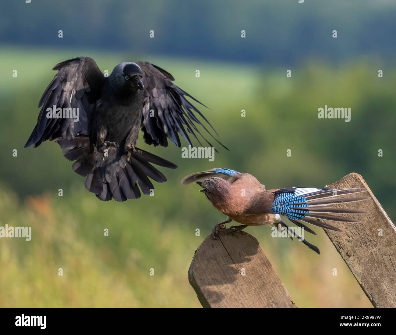 Un Jackdaw, (Corvus monidula), e un Jay, (Garrulus glandarius), si impegnano in una feroce disputa territoriale. Bradford, West Yorkshire, Regno Unito Foto Stock