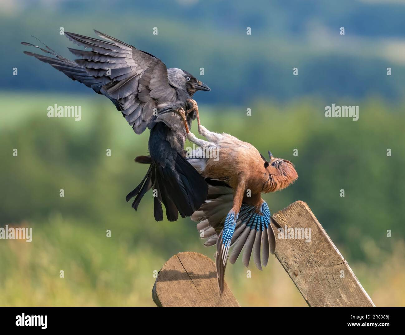 Un Jackdaw, (Corvus monidula), e un Jay, (Garrulus glandarius), si impegnano in una feroce disputa territoriale. Bradford, West Yorkshire, Regno Unito Foto Stock