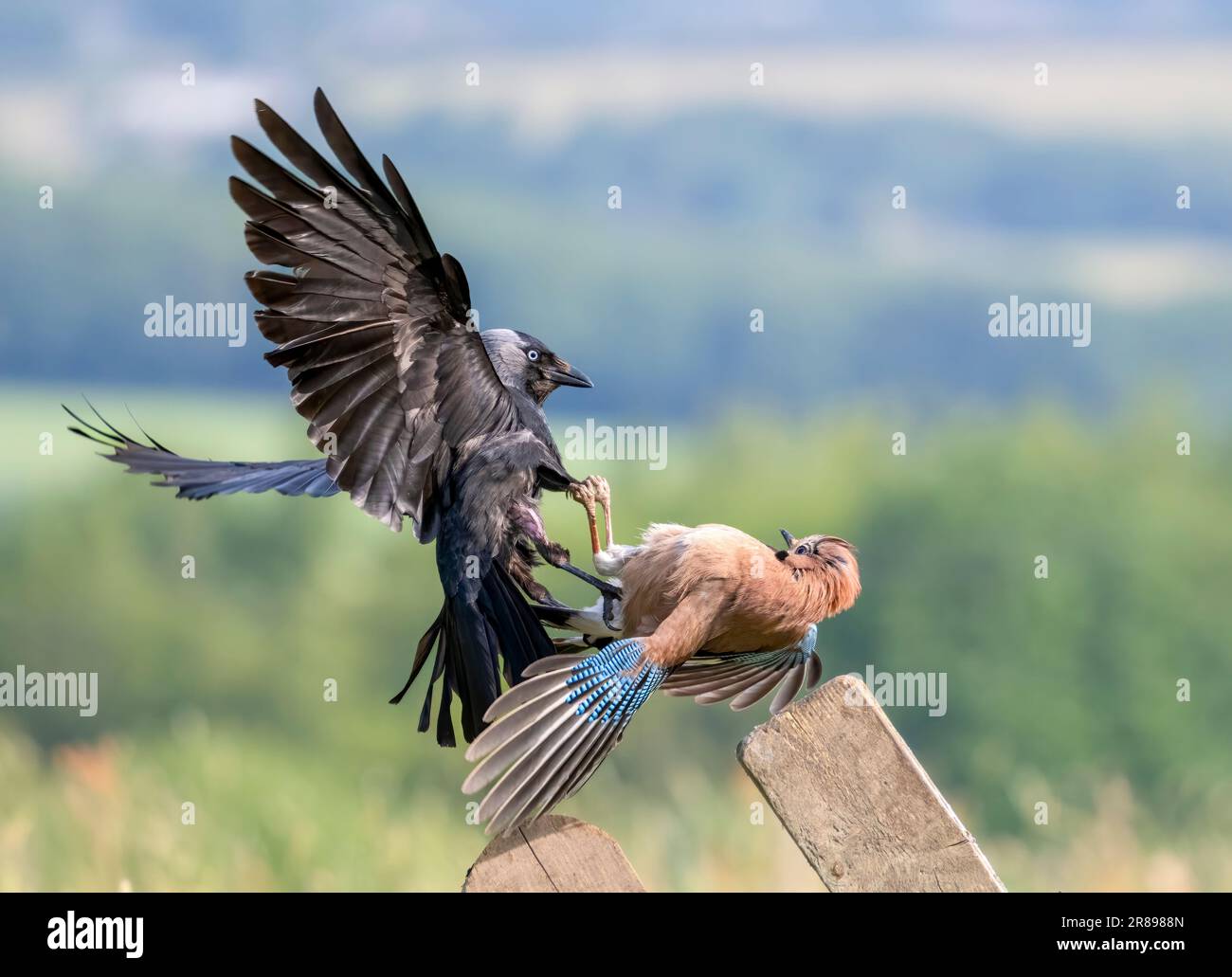 Un Jackdaw, (Corvus monidula), e un Jay, (Garrulus glandarius), si impegnano in una feroce disputa territoriale. Bradford, West Yorkshire, Regno Unito Foto Stock