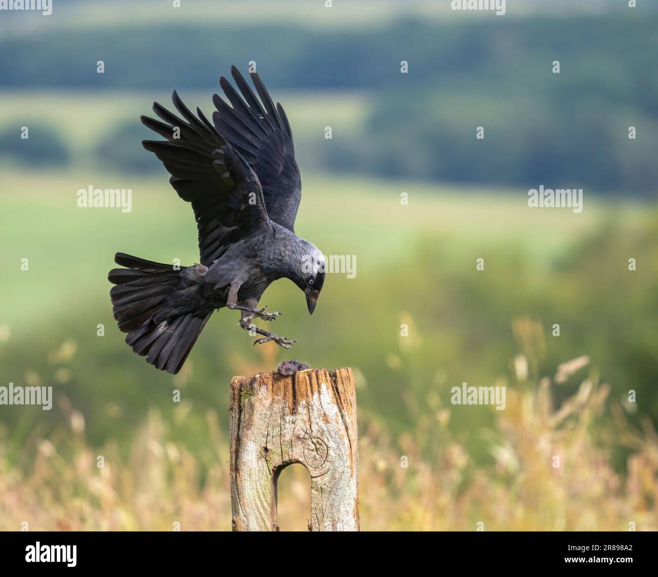 Jackdaw (Corvus monedula), Foto Stock