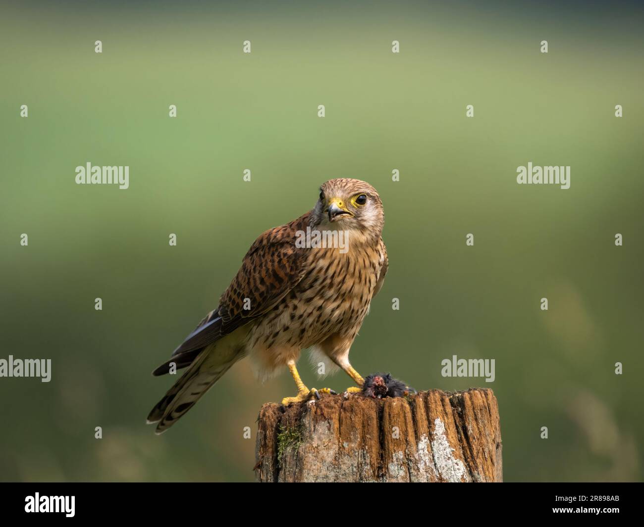 Una femmina Kestrel, (Falco tinnunculus), arroccata su un vecchio cancello di legno e tenendo in mano un topo che ha appena catturato Foto Stock