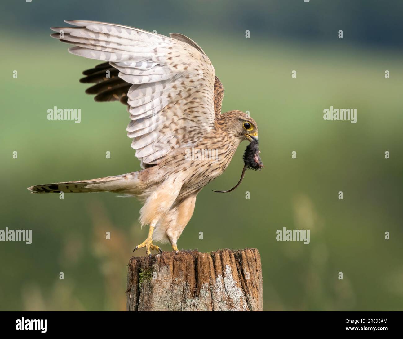 Una femmina Kestrel, (Falco tinnunculus), che decolla da un vecchio cancello di legno e tiene un topo morto nel becco Foto Stock