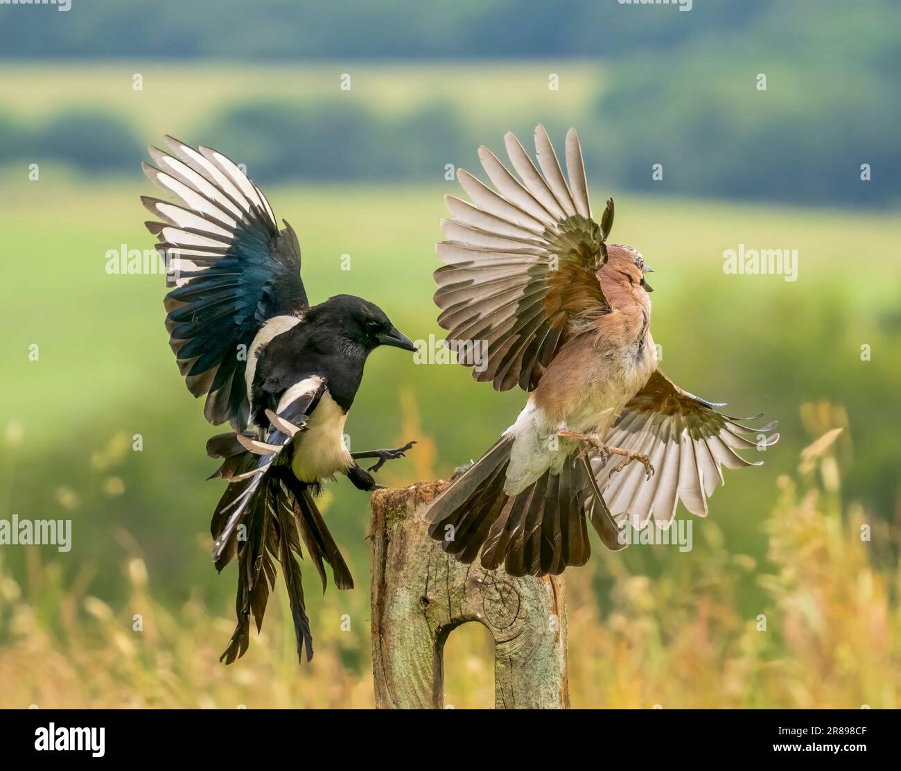 Una Magpie, (Pica pica) e una Jay, (Garrulus glandarius), si impegnano in una feroce disputa territoriale. Bradford, West Yorkshire, Regno Unito Foto Stock