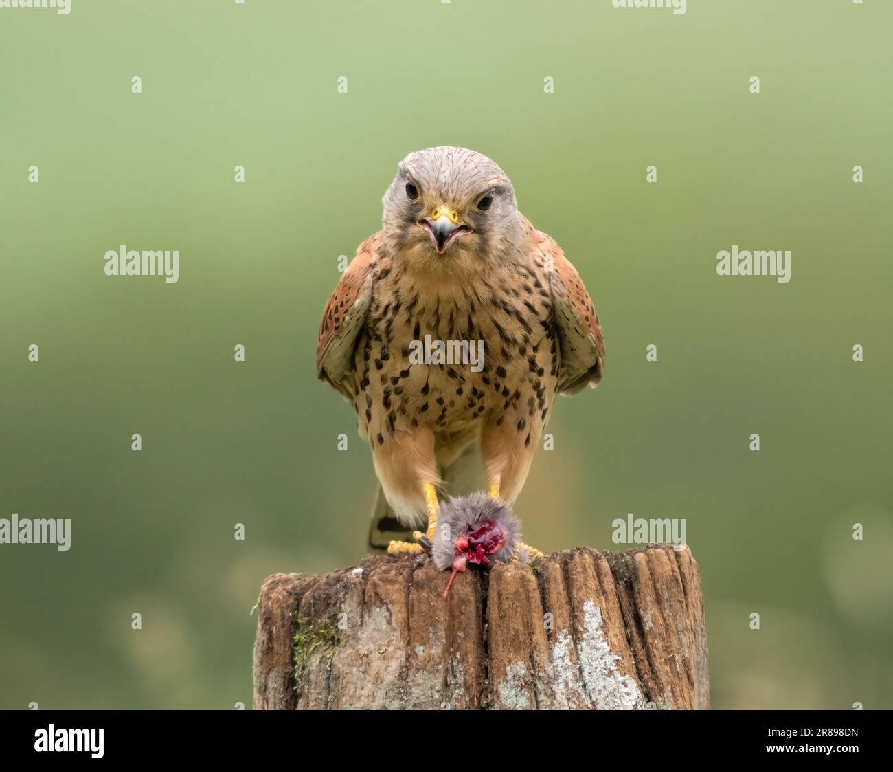 Una bella femmina Kestrel, (Falco tinnunculus), arroccato su un vecchio palo di legno cancello con un mouse che ha appena catturato Foto Stock
